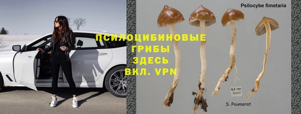 индика Аркадак